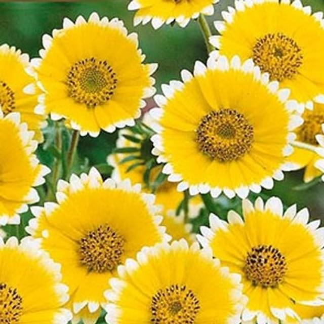 Layia elegans tidy tips