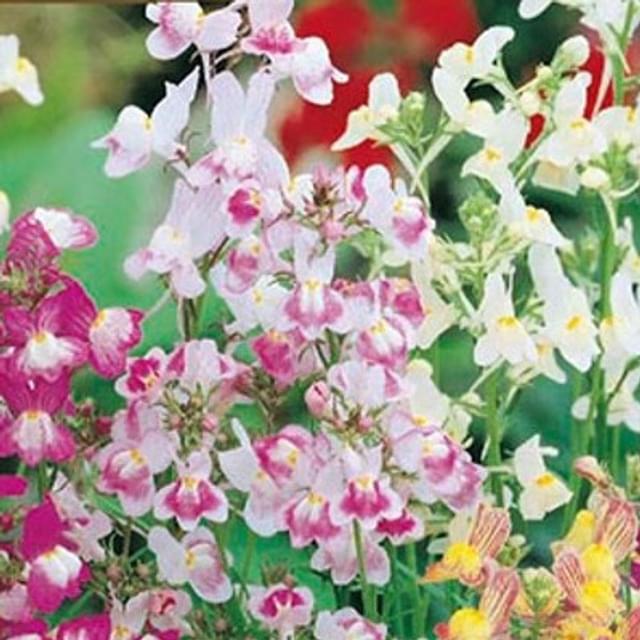 Linaria maroccana fairy bouquet