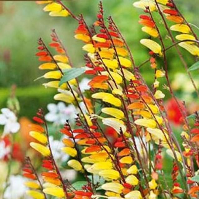 Mina lobata, plume d’indien exotic love