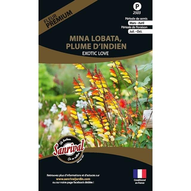 Mina lobata, plume d’indien exotic love (sachet)
