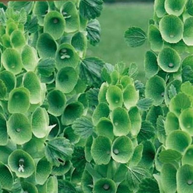 Molucelle, clochette d’Irlande