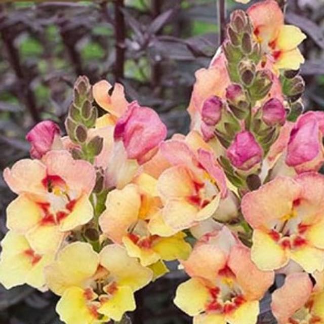 Muflier bicolore au feuillage pourpre