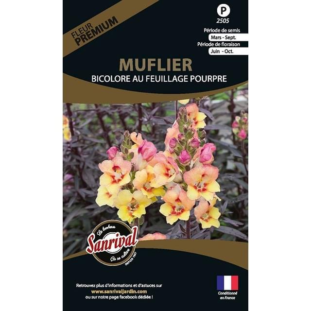 Muflier bicolore au feuillage pourpre (sachet)