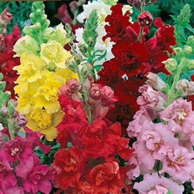 Muflier madame butterfly