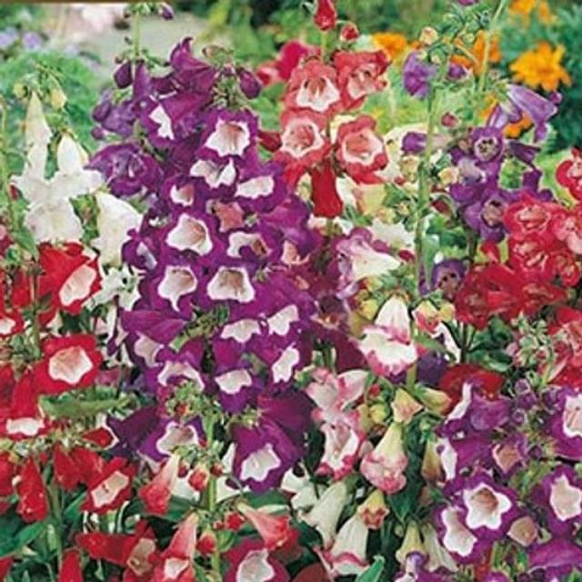 Penstemon hartwegii sensation