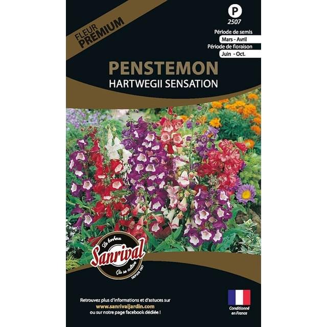 Penstemon hartwegii sensation (sachet)