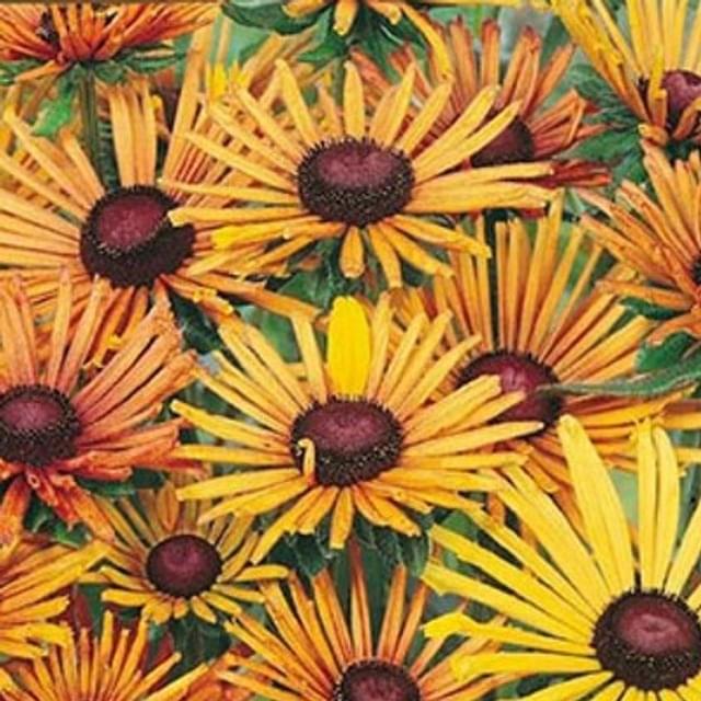 Rudbeckia Hirta chim chiminee