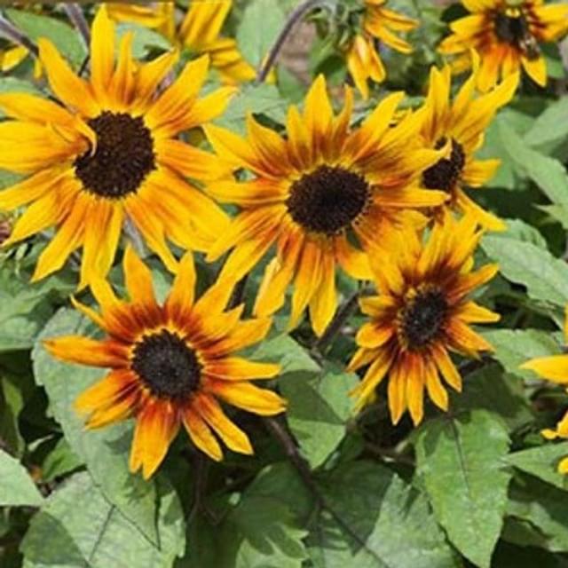 Soleil nain compact Suntastic F1