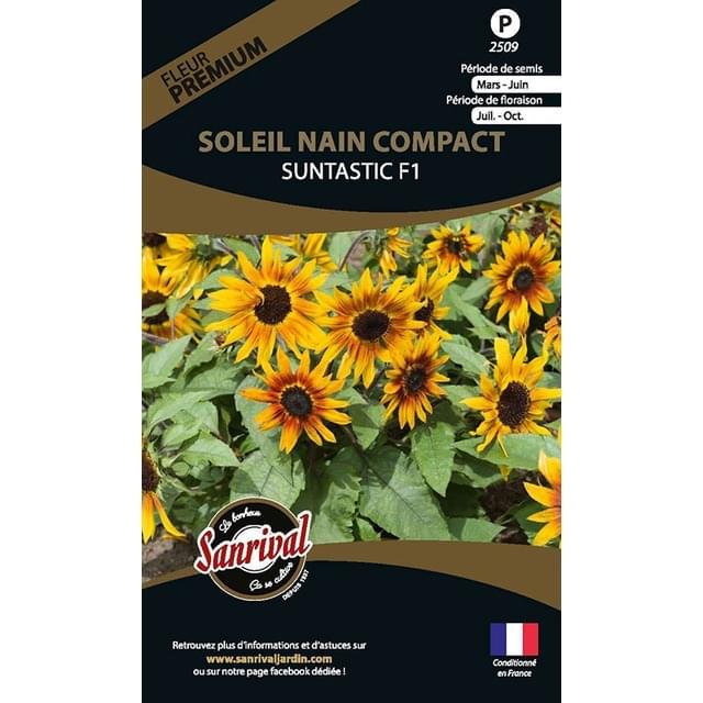 Soleil nain compact Suntastic F1 (sachet)