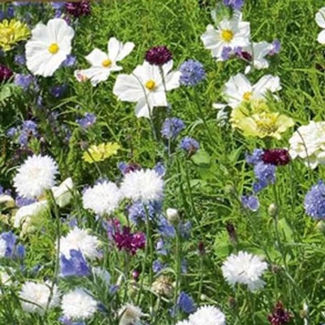 Tapis Rêve de fleurs