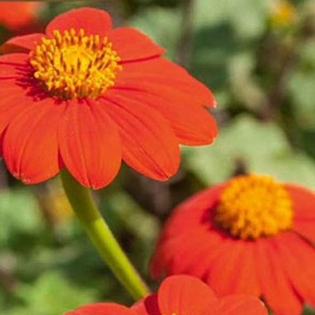 Tithonia Tournesol Mexicain