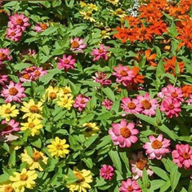 Zinnia Hybride Salsa mix