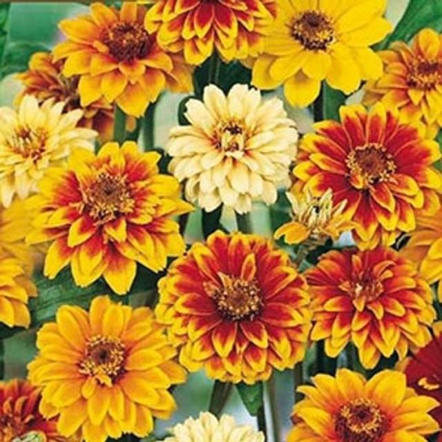 Zinnia Old mexico Persian