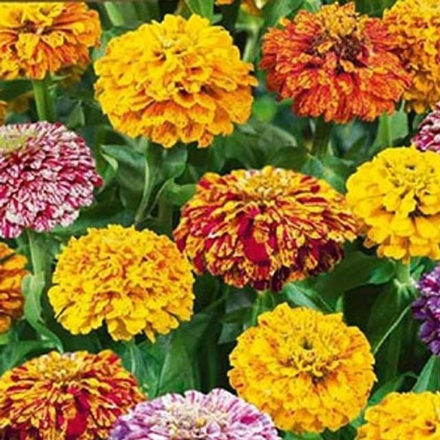 Zinnia Pop Art