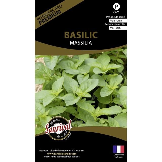 Basilic massilia (sachet)