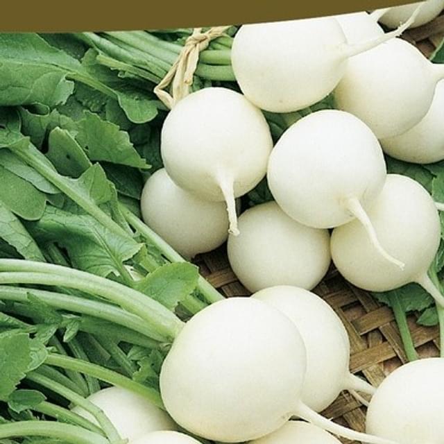 Radis rond blanc angelus