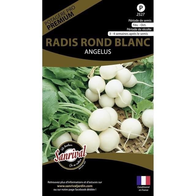 Radis rond blanc angelus (sachet)