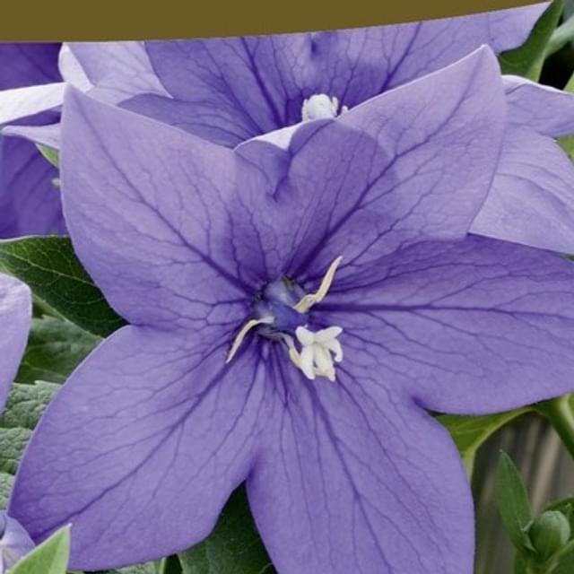 Platycodon fleur ballon bleu