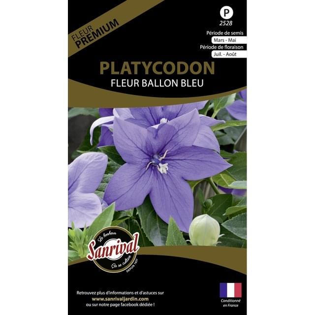 Platycodon fleur ballon bleu (sachet)