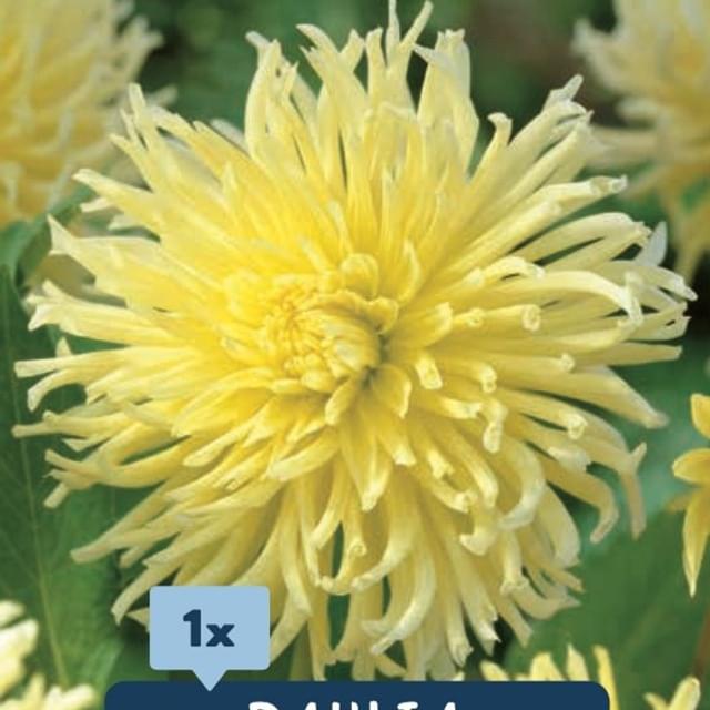 Dahlia Cactus Yellow Star