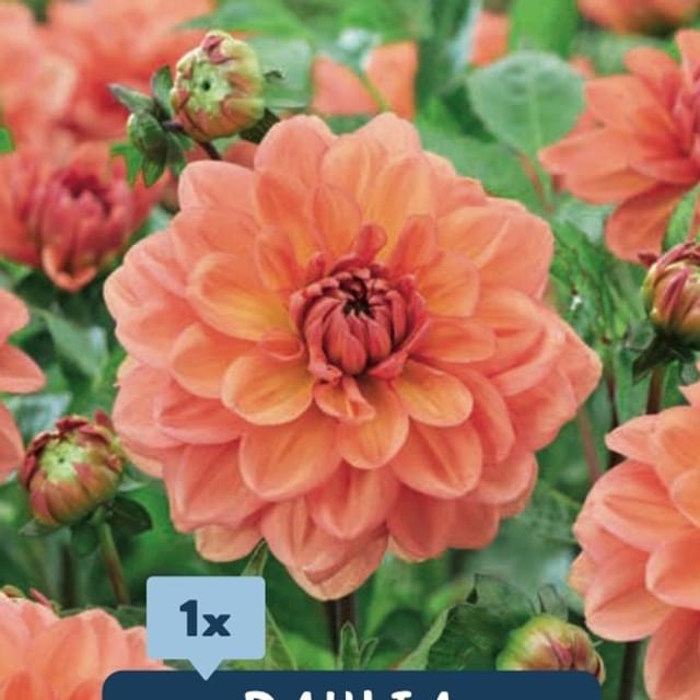 Dahlia Go-Go Peach