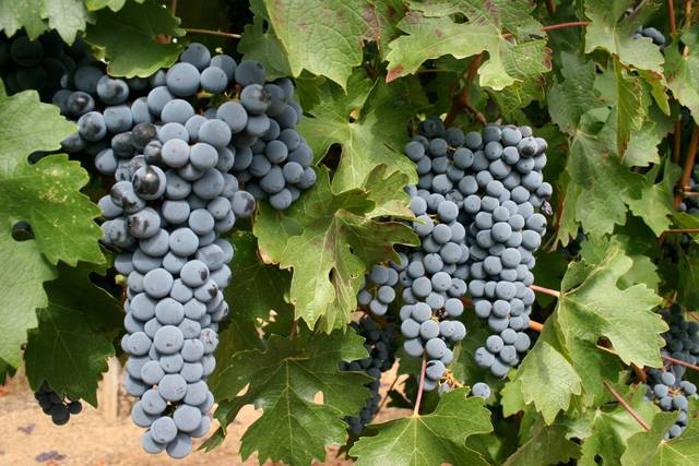 Cabernet sauvignon