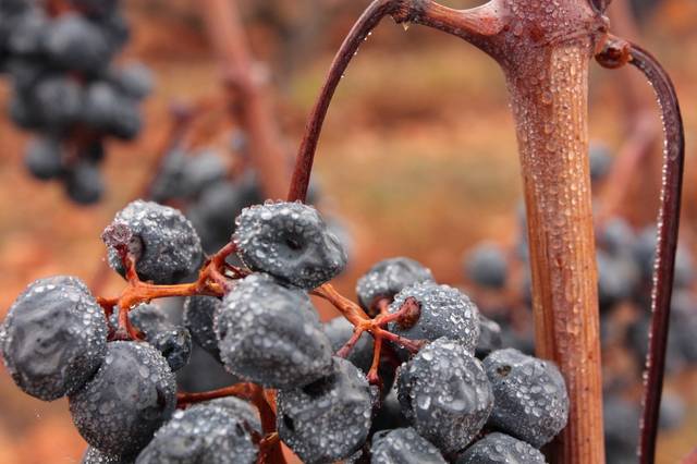 Carmenere