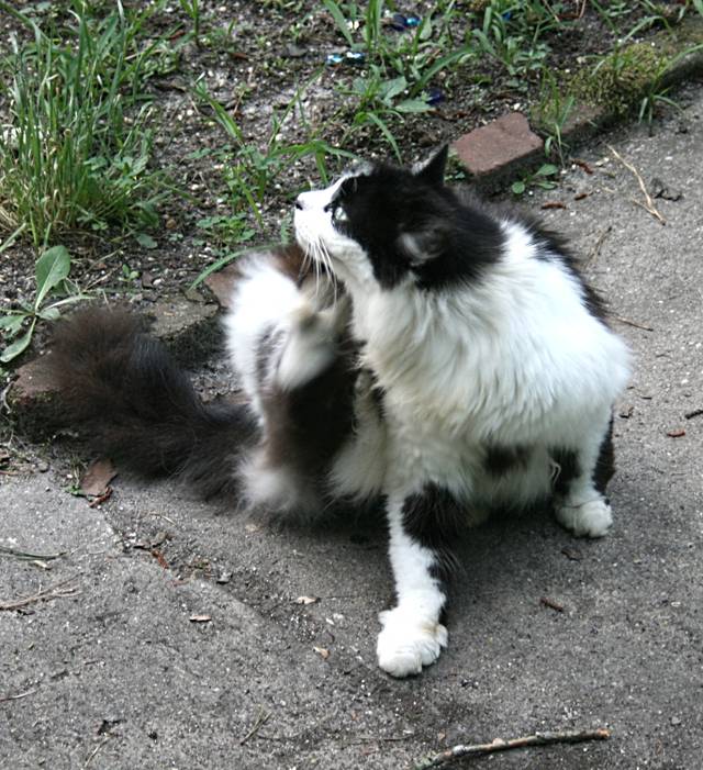 Chat ayant des puces - grattage