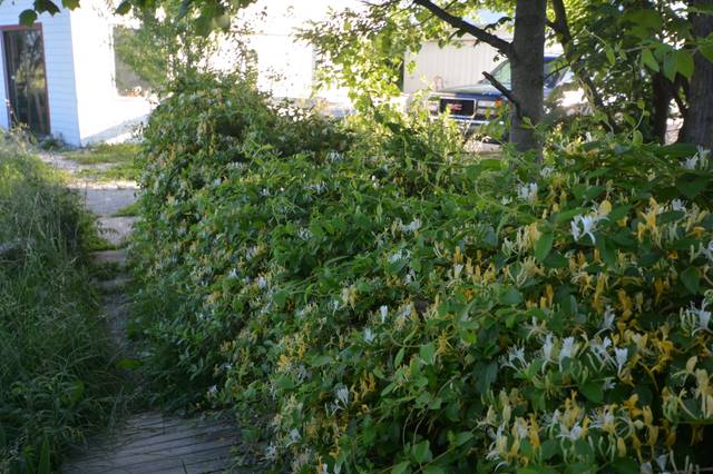 Lonicera japonica