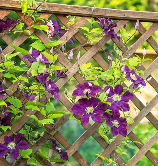 Clématite violette sur un treillage