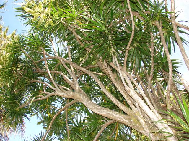 Dracaena marginata dans son milieu naturel