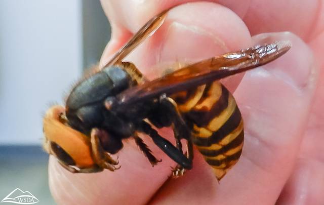 Frelon géant : idée de la taille par rapport aux doigts
