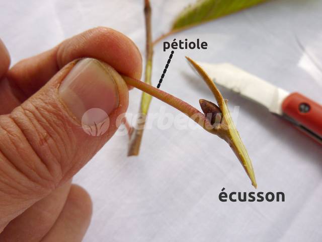 Ecusson et pétiole pour greffe