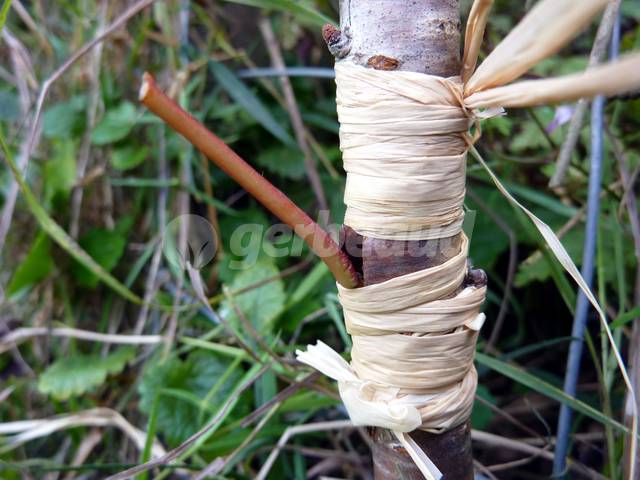 Ligature de la greffe en écusson au raphia