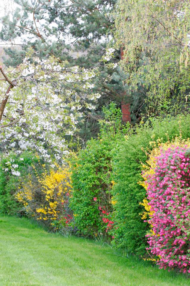 Haie libre - floraison printanière (forsythia, groseillier à fleurs,  cognassier du Japon...)