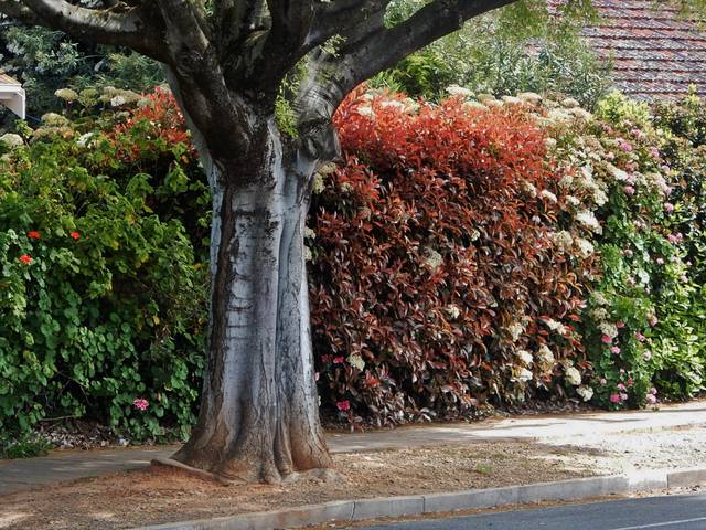 Photinia en fleurs dans une haie