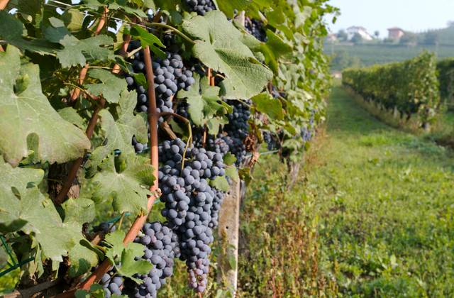 Nebbiolo