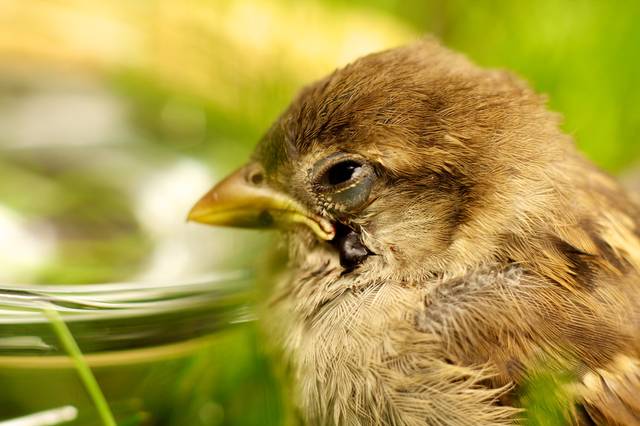Oiseau blessé au bec