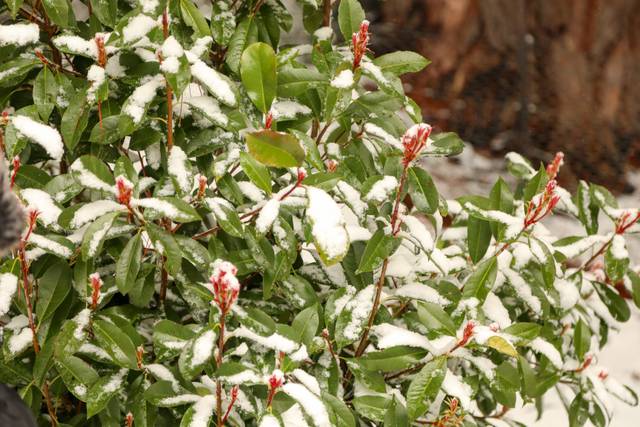 Photinia sous la neige en hiver