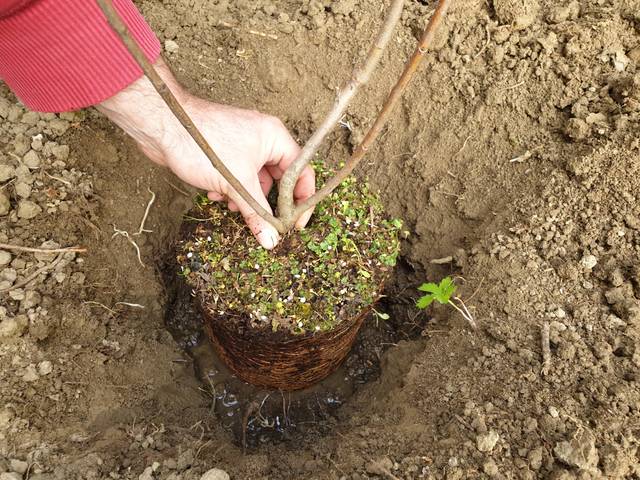 Plantation d'un photinia
