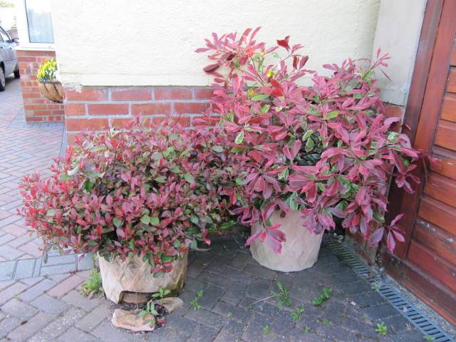 Photinias en pot