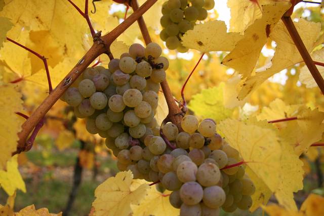 Riesling (Alsace)