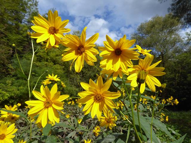 Topinambour en fleurs (Helianthus tuberosus)