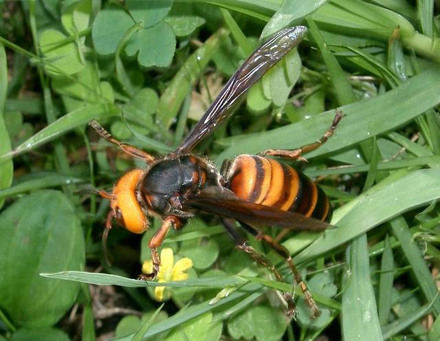 Vespa mandarinia japonica dans l'herbe