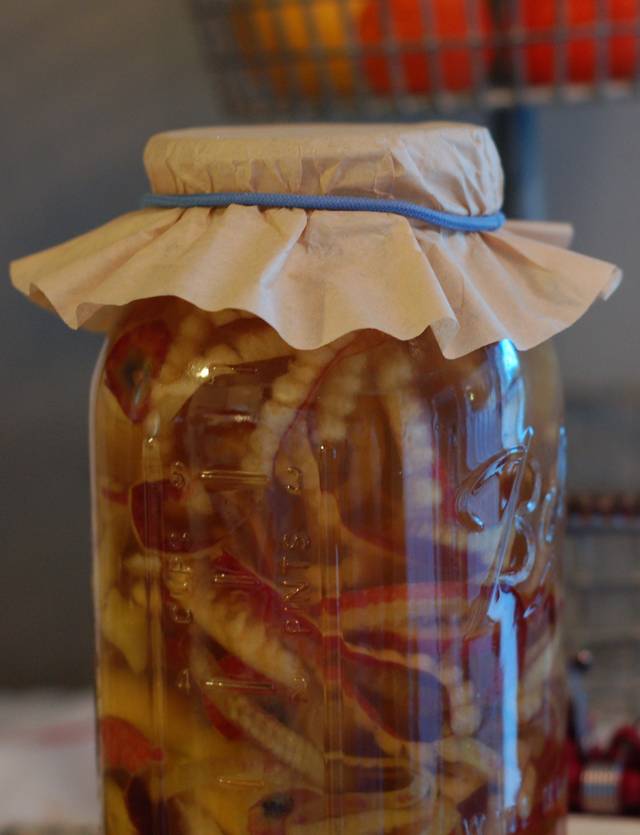 Morceaux de pommes en train de fermenter dans un bocal