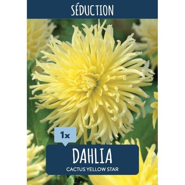 Dahlia Cactus Yellow Star (sachet)