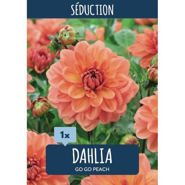 Dahlia Go-Go Peach (sachet)