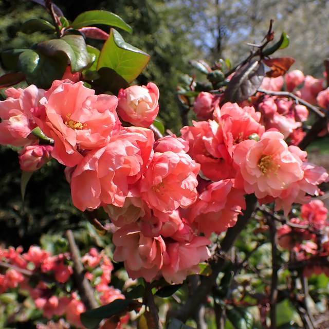 Chaenomeles speciosa 'Falconnet Charvet' - Cognassier du Japon (Krzysztof Ziarnek, Kenraiz / wikimedia.org)