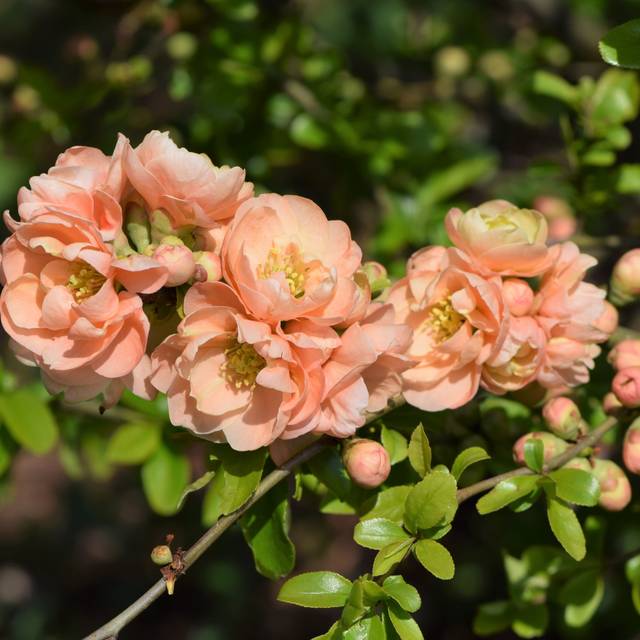 Chaenomeles superba 'Cameo' - Cognassier du Japon (Krzysztof Ziarnek, Kenraiz / wikimedia.org)