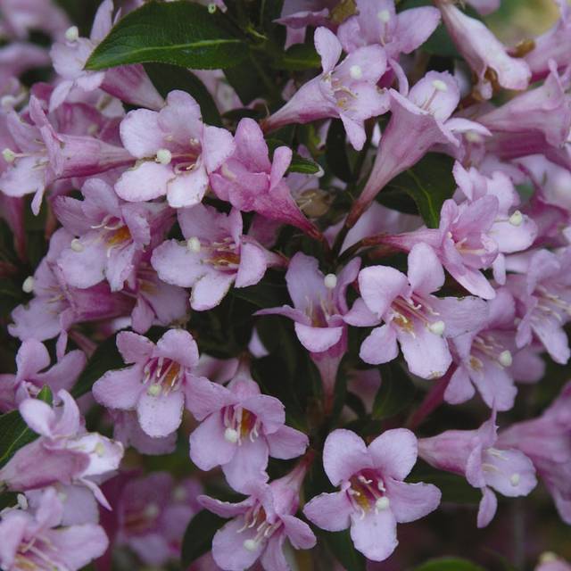 Weigela florida Pink Poppet 'Plangen' (Globe Planter)